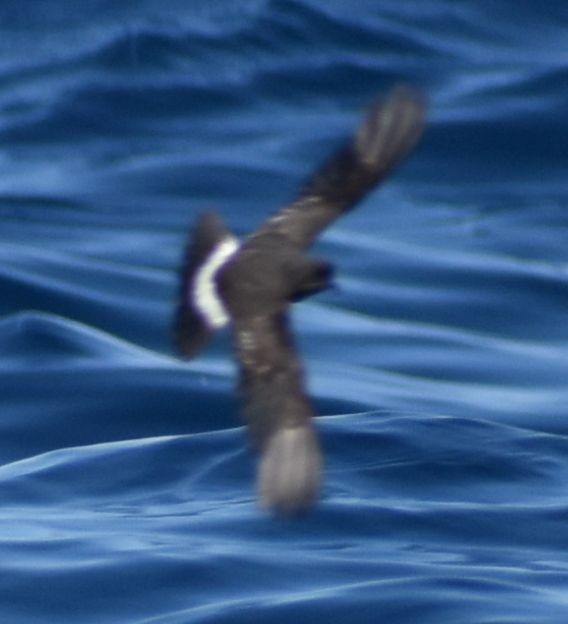 European Storm-Petrel - ML643227738