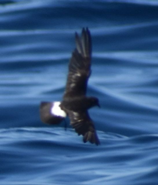 European Storm-Petrel - ML643227739