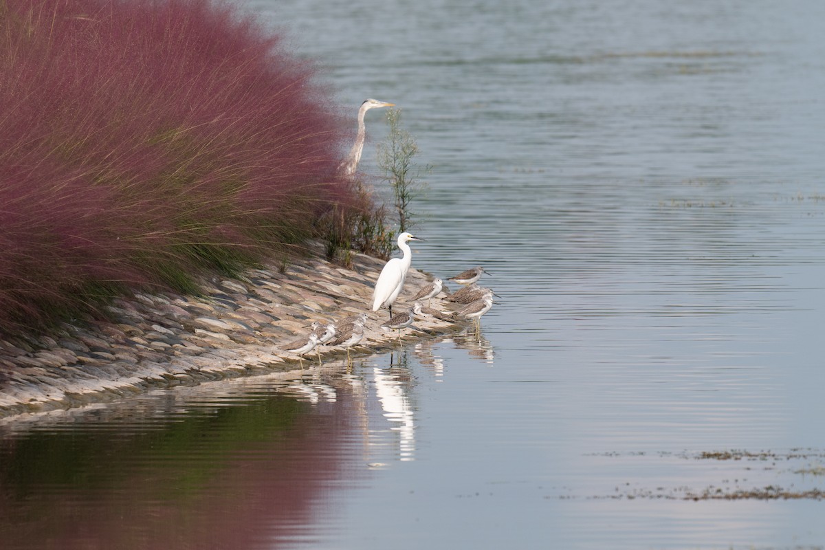 Common Greenshank - ML643227742