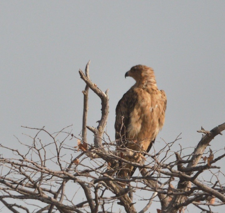 Tawny Eagle - ML643227743