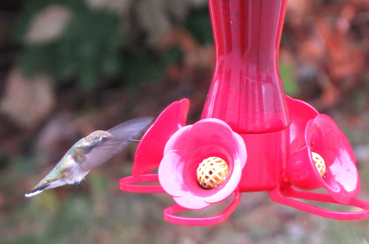 Ruby-throated Hummingbird - ML643227744