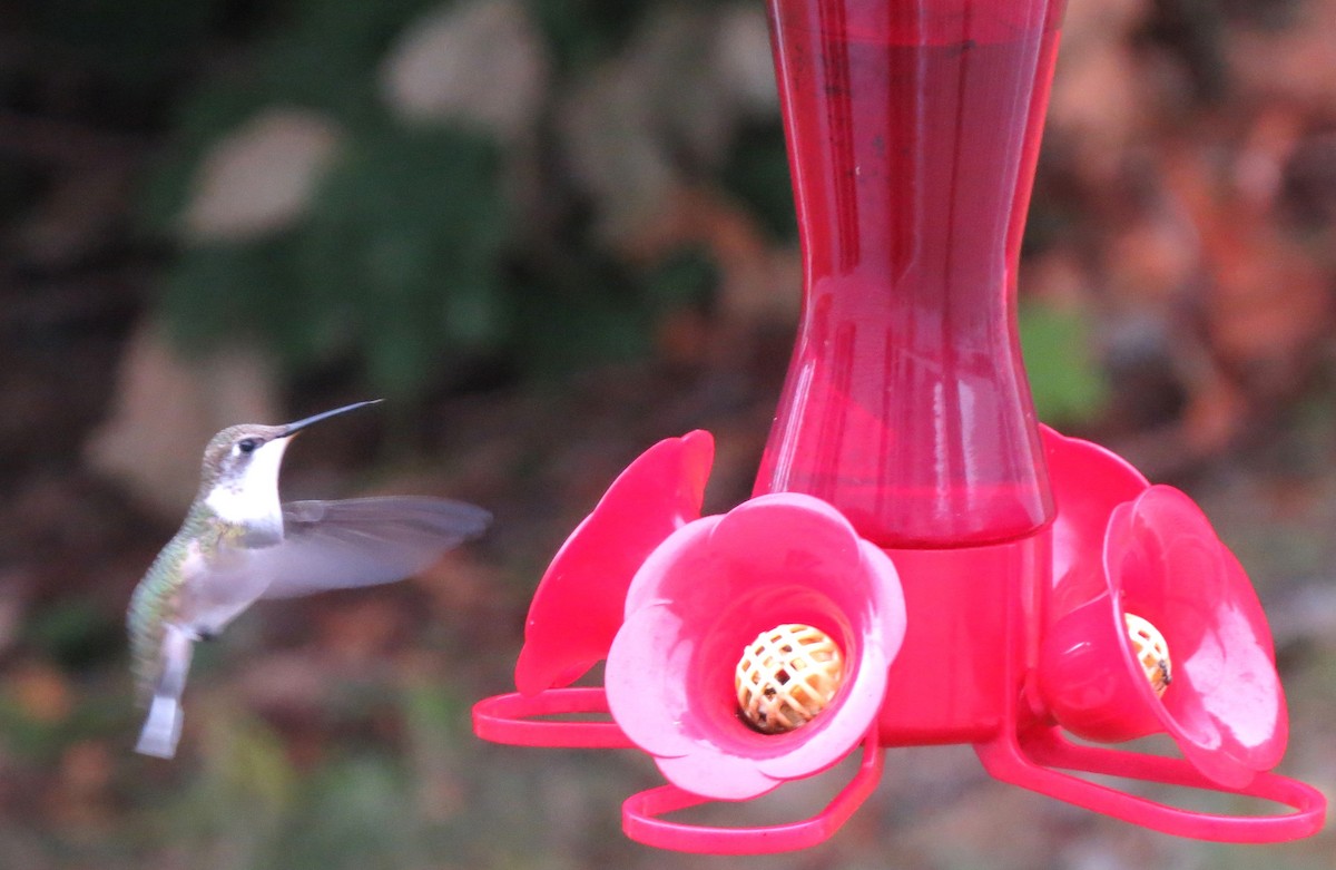 Ruby-throated Hummingbird - ML643227746