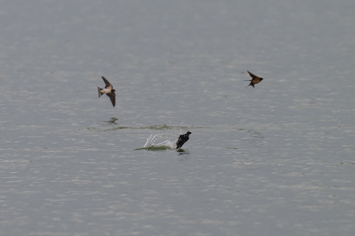 Barn Swallow - ML643227750