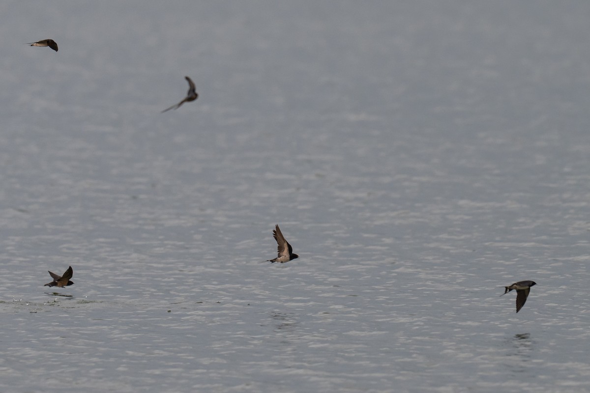 Barn Swallow - ML643227751