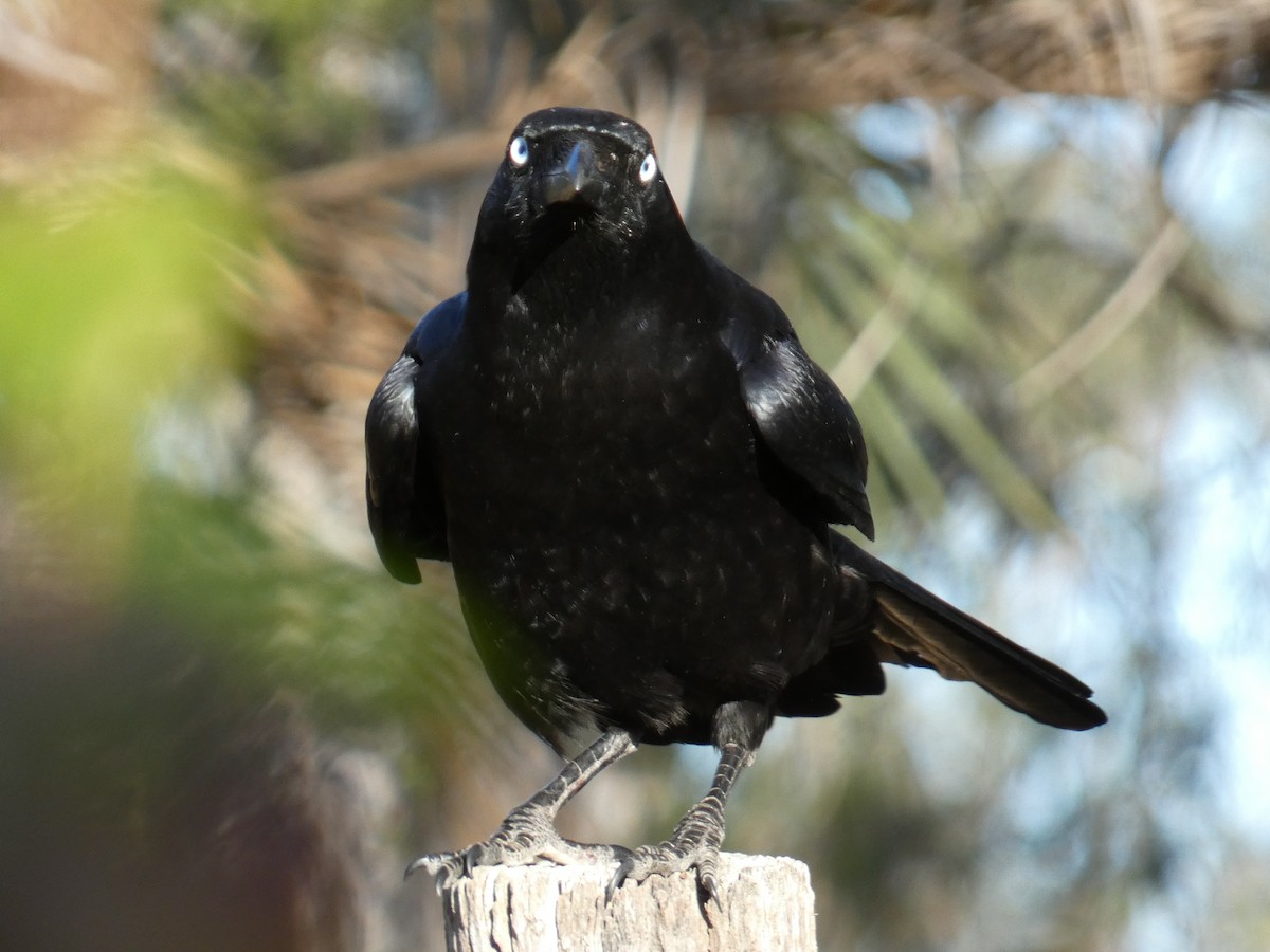 Torresian Crow - ML643227753