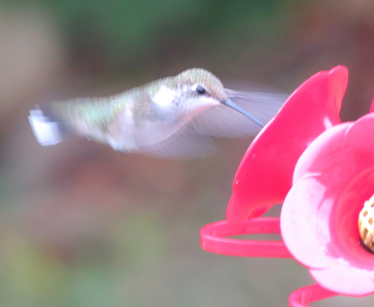 Ruby-throated Hummingbird - ML643227754