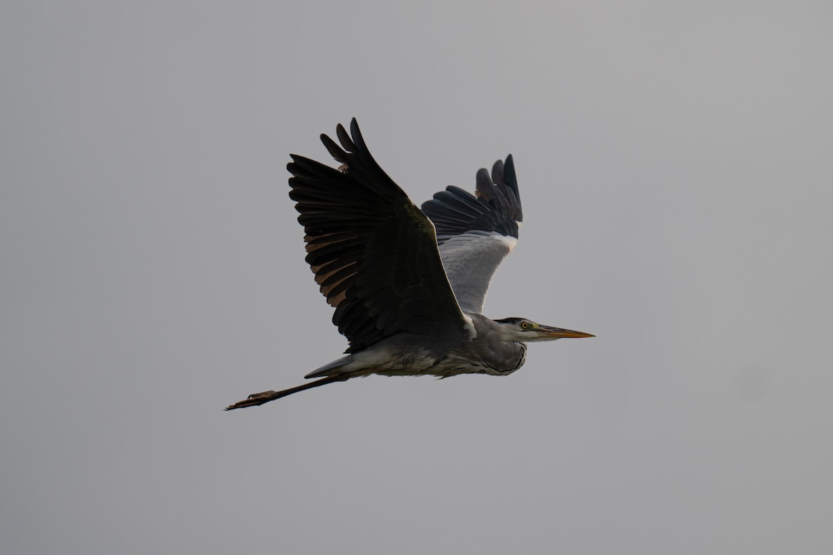 Gray Heron - ML643227756