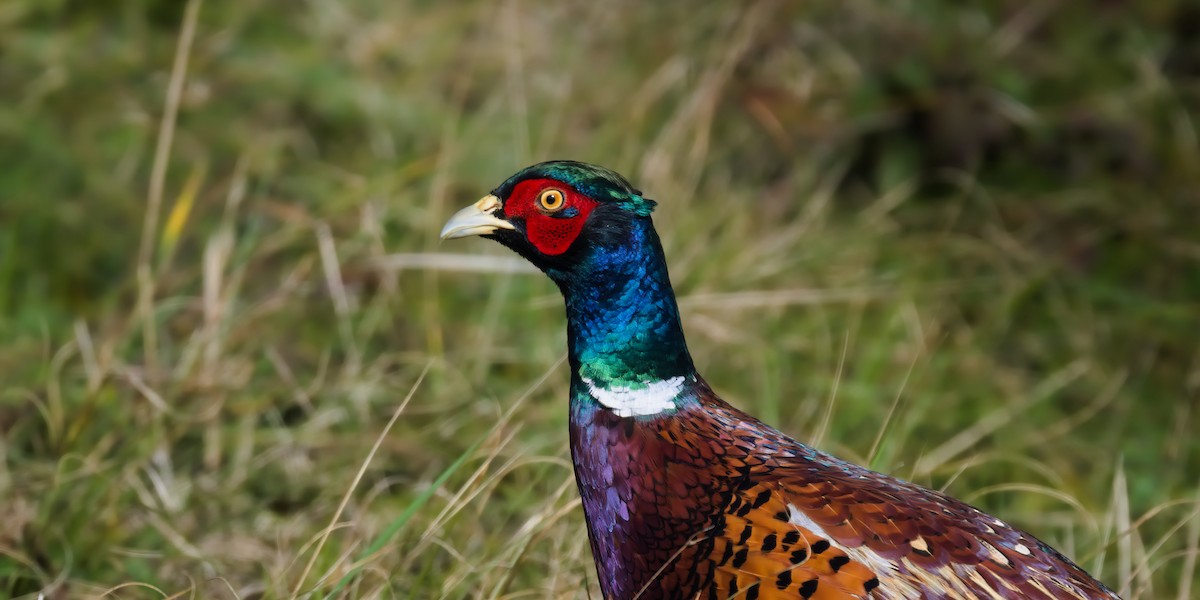 Ring-necked Pheasant - ML643227758