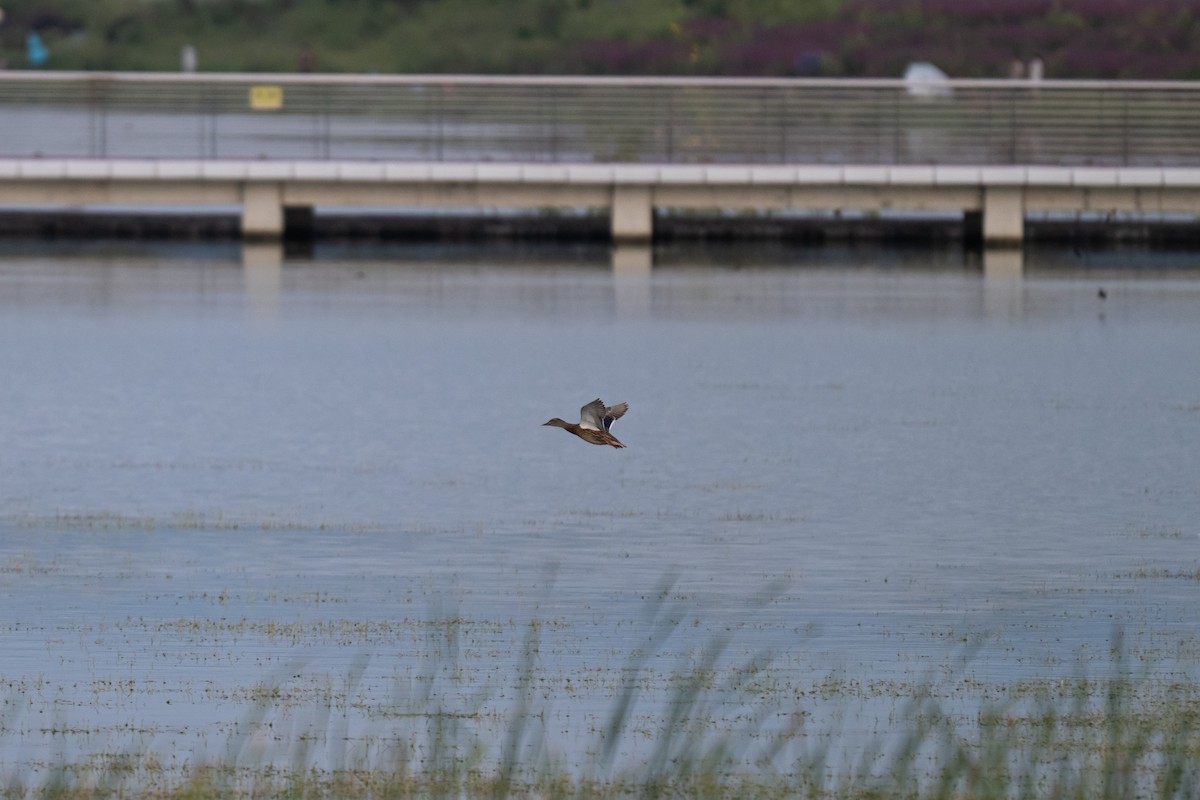 Mallard - ML643227760