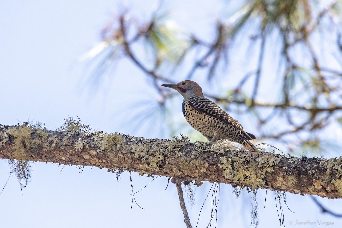 Guatemalan Flicker - ML643227765