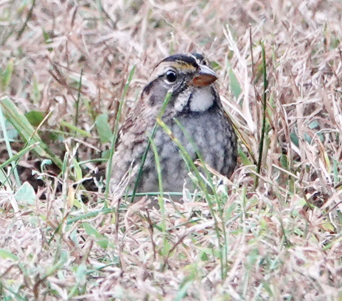 White-throated Sparrow - ML643227766