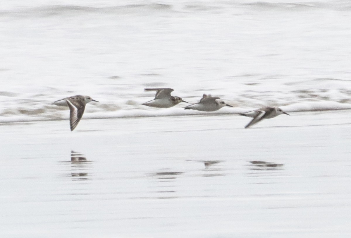 Sanderling - ML643227767