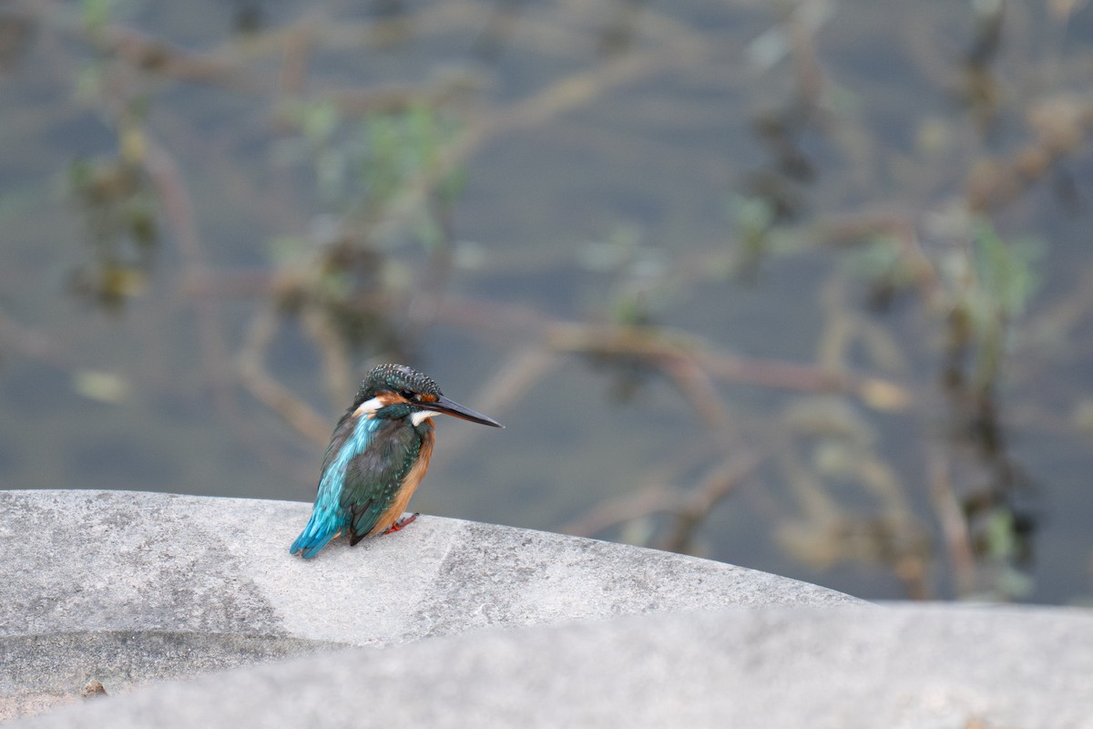 Common Kingfisher - ML643227769