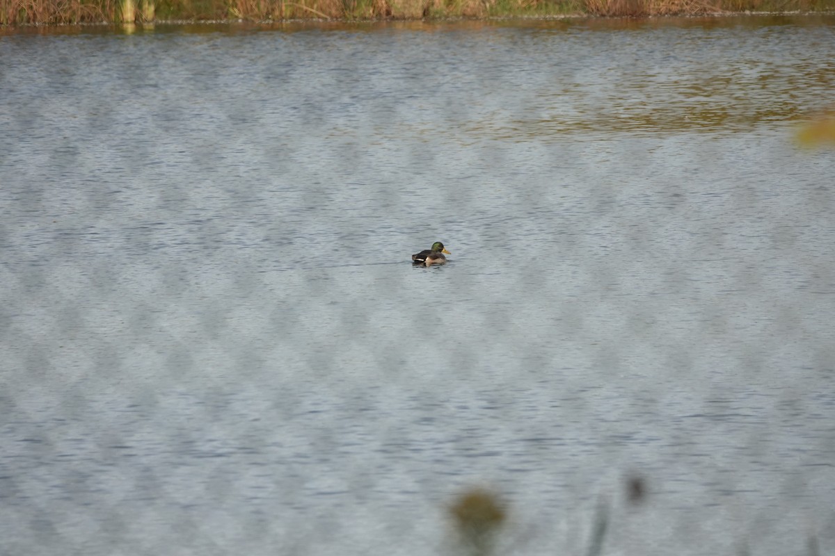 Mallard - ML643227770
