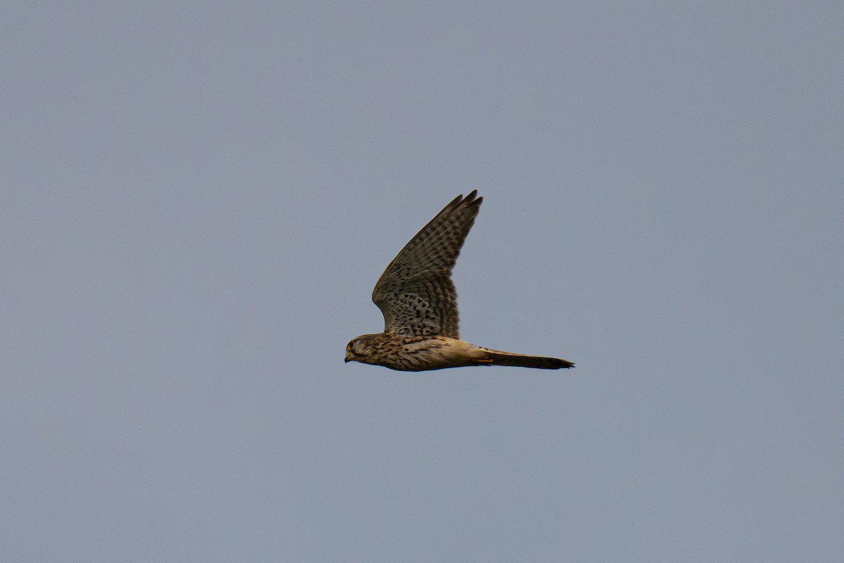 Eurasian Kestrel - ML643227772