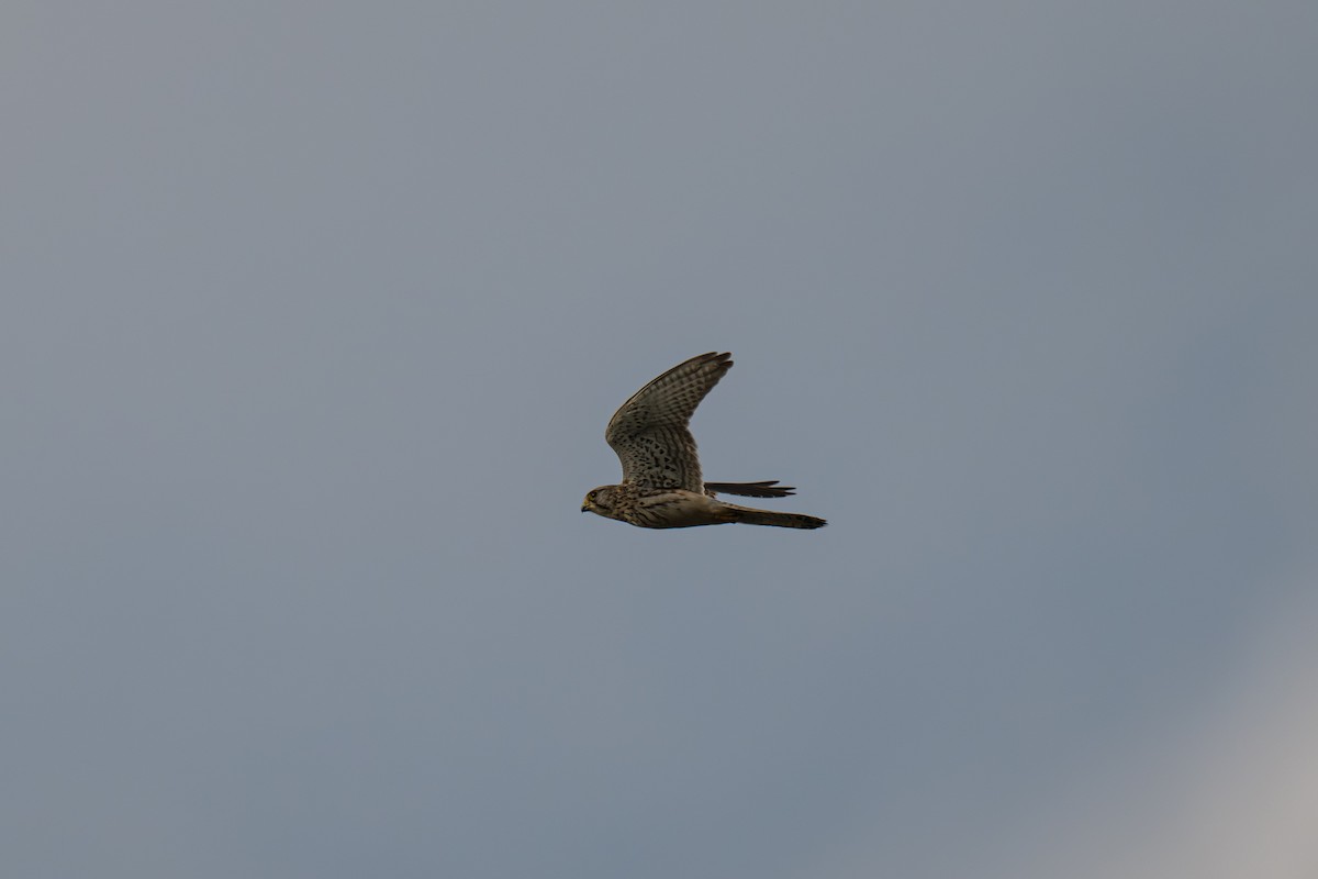 Eurasian Kestrel - ML643227773