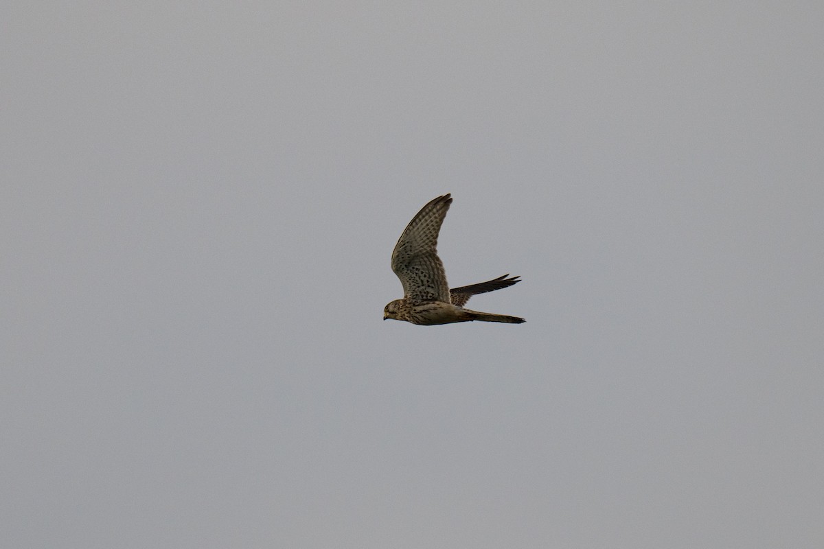 Eurasian Kestrel - ML643227774