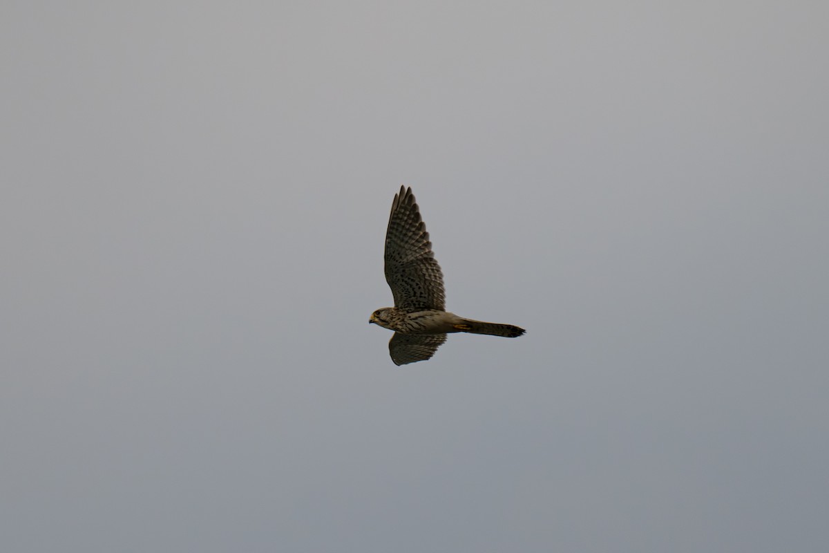 Eurasian Kestrel - ML643227775