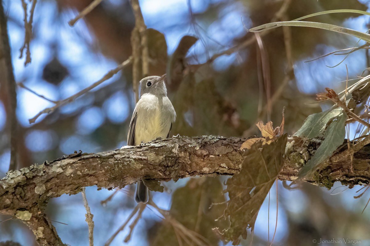 Hammond's Flycatcher - ML643227776