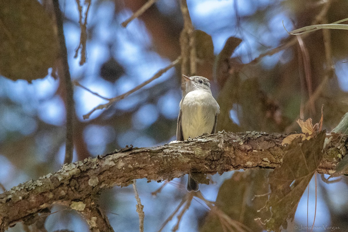 Hammond's Flycatcher - ML643227777