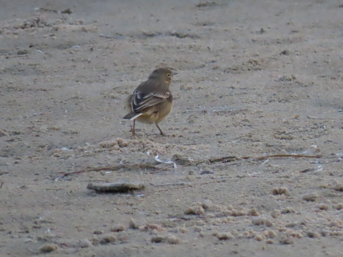 American Pipit - ML643227791