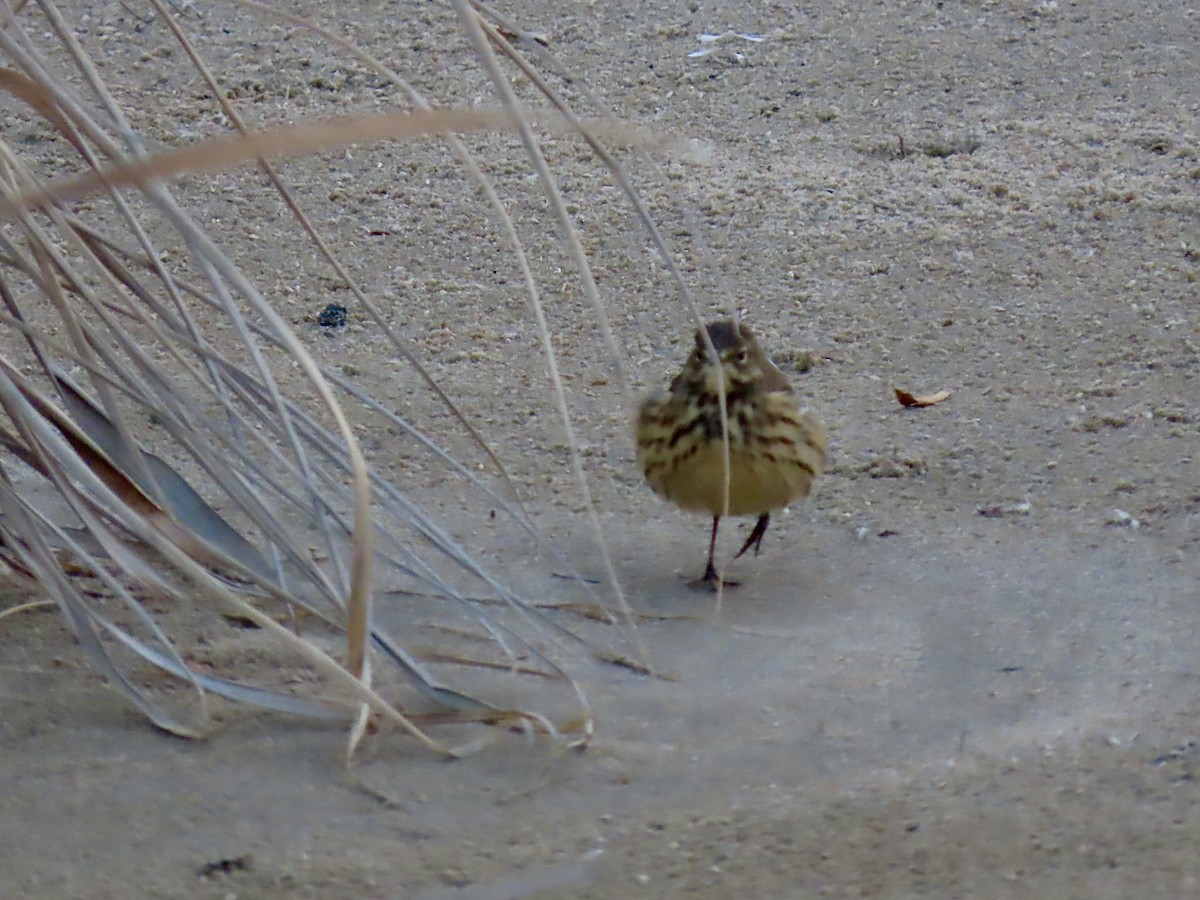 American Pipit - ML643227792