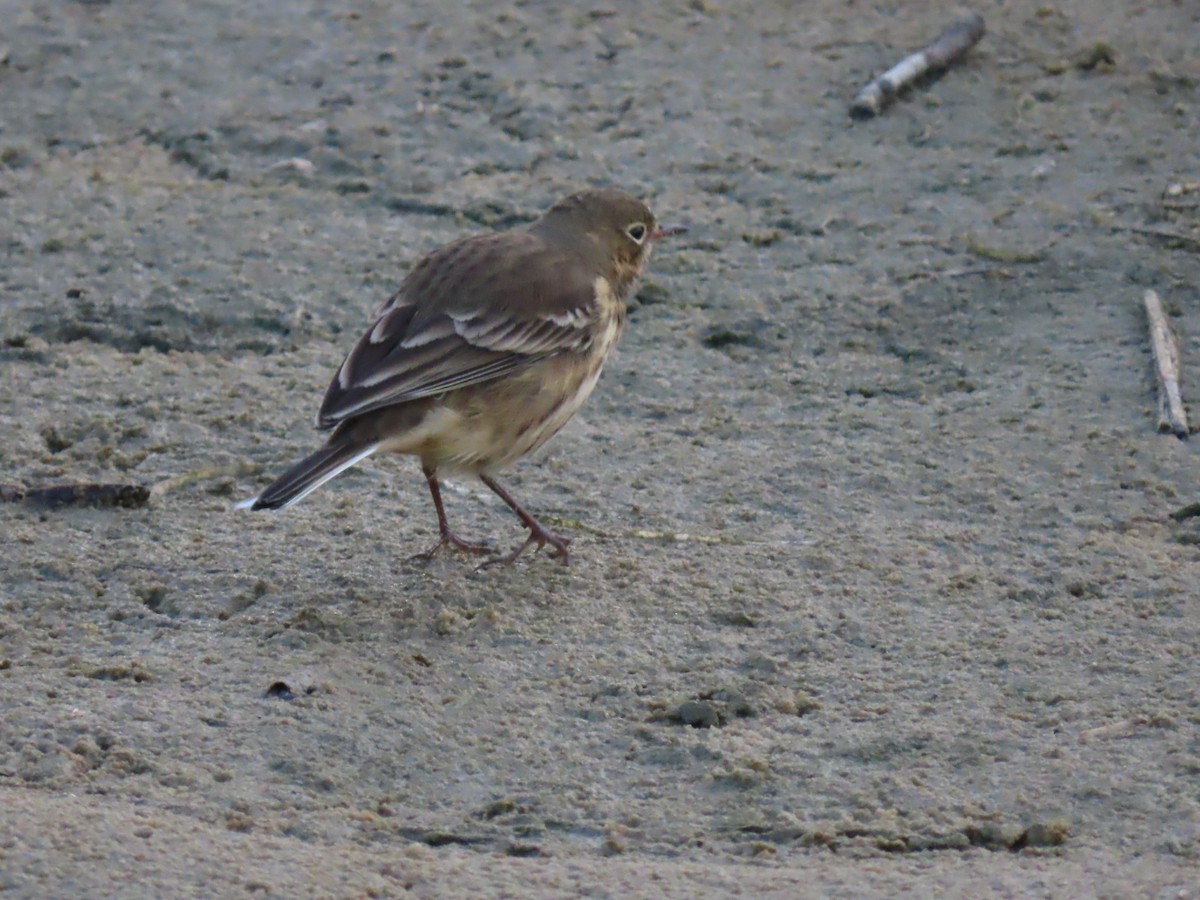 American Pipit - ML643227793