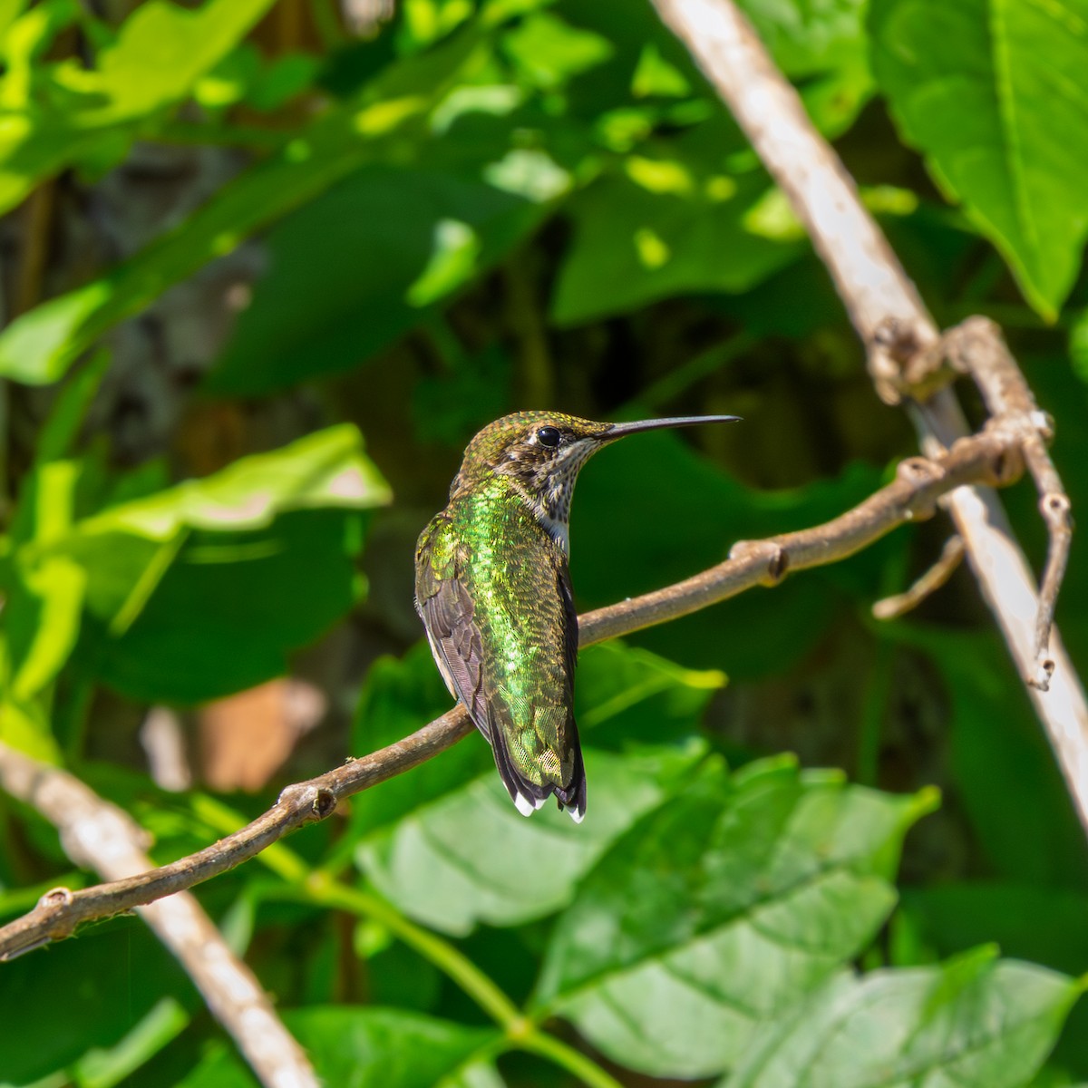 Ruby-throated Hummingbird - ML643227808