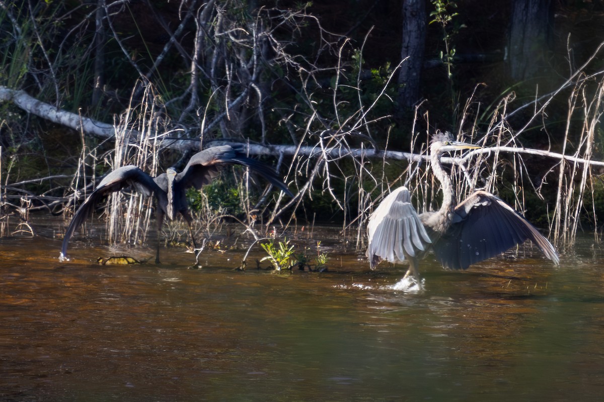 herodiashegre - ML643227814