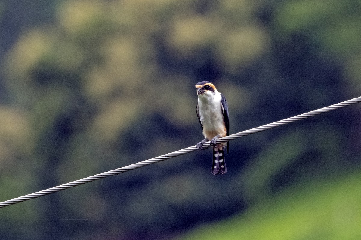 Rotkehlfälkchen - ML643227826