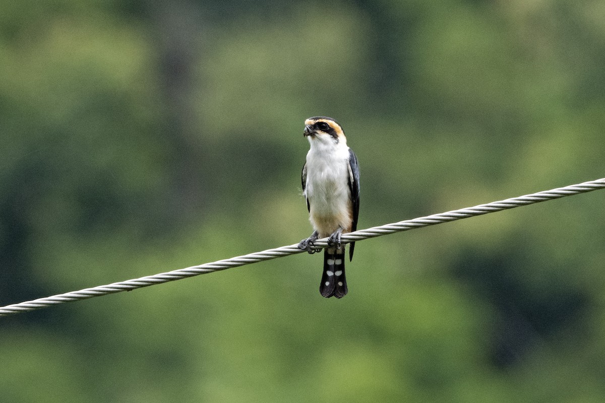 Rotkehlfälkchen - ML643227828
