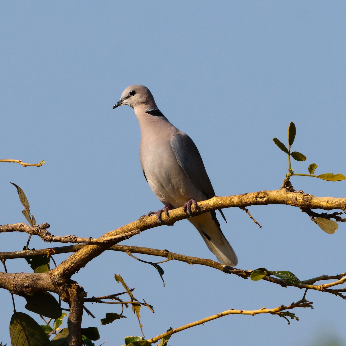 Gurrtaube - ML643227840