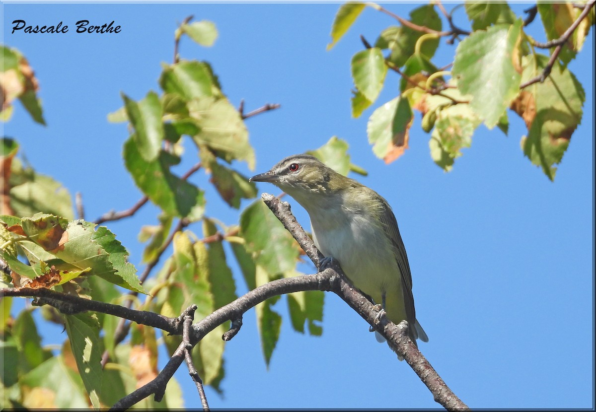 Rotaugenvireo - ML643227841