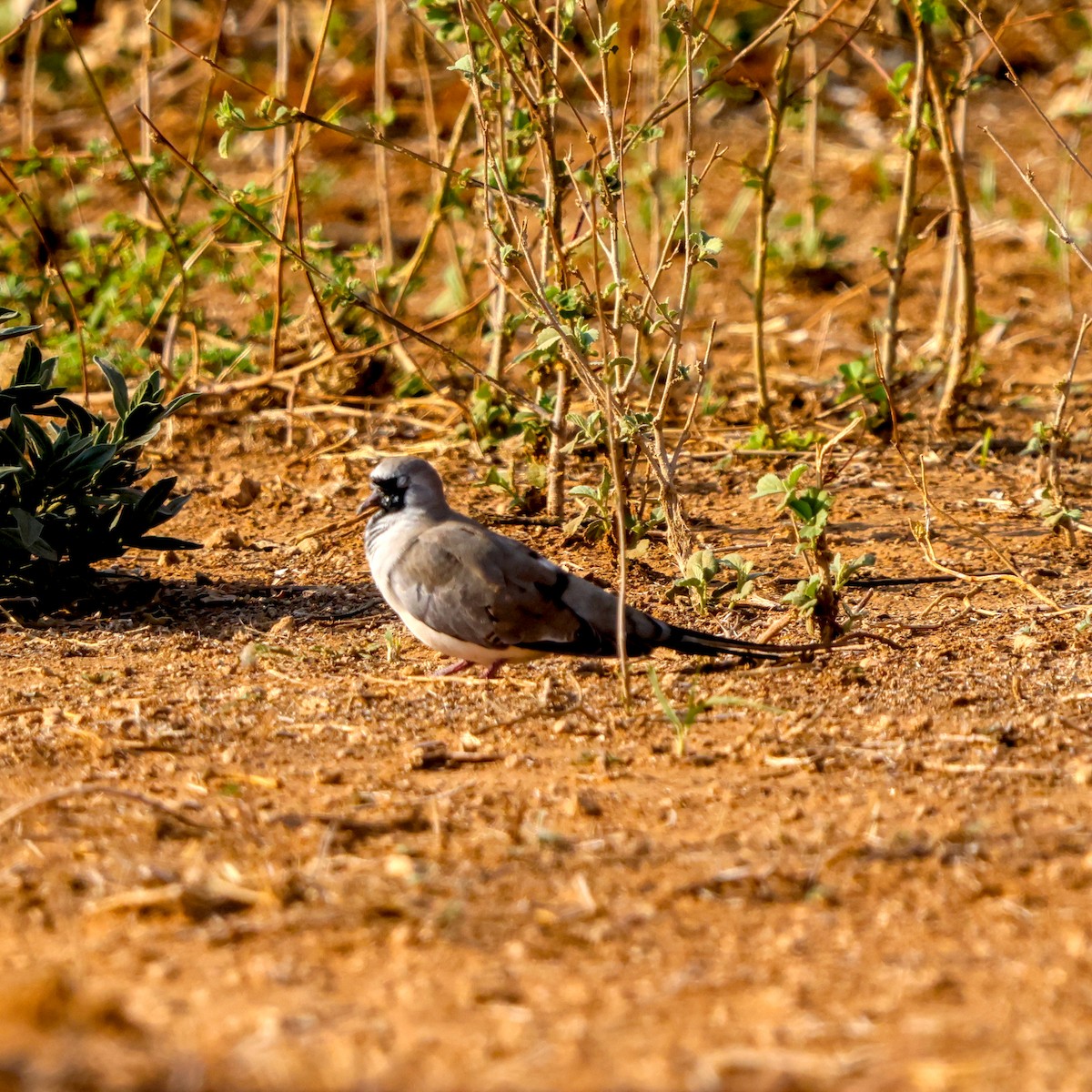 Kaptäubchen - ML643227846