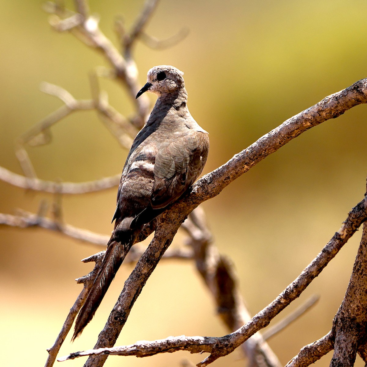 Namaqua Dove - ML643227847