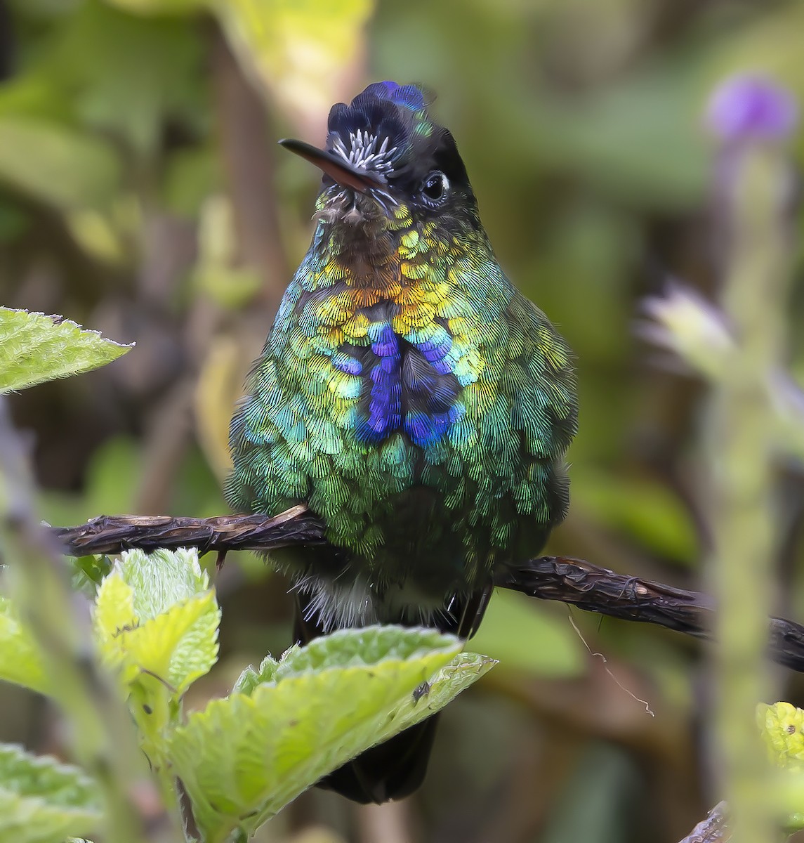 Fiery-throated Hummingbird - ML643227851