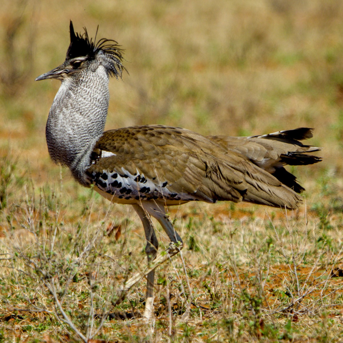 Kori Bustard - ML643227852