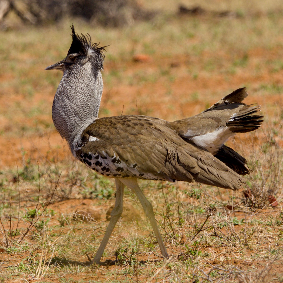 Kori Bustard - ML643227853