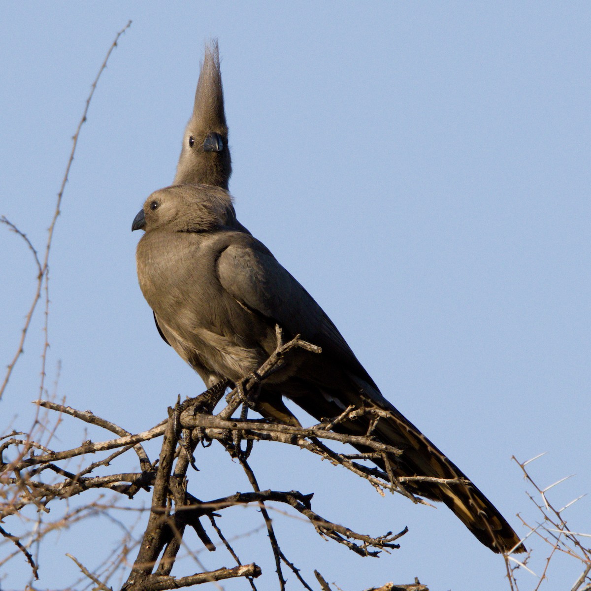 Gray Go-away-bird - ML643227854