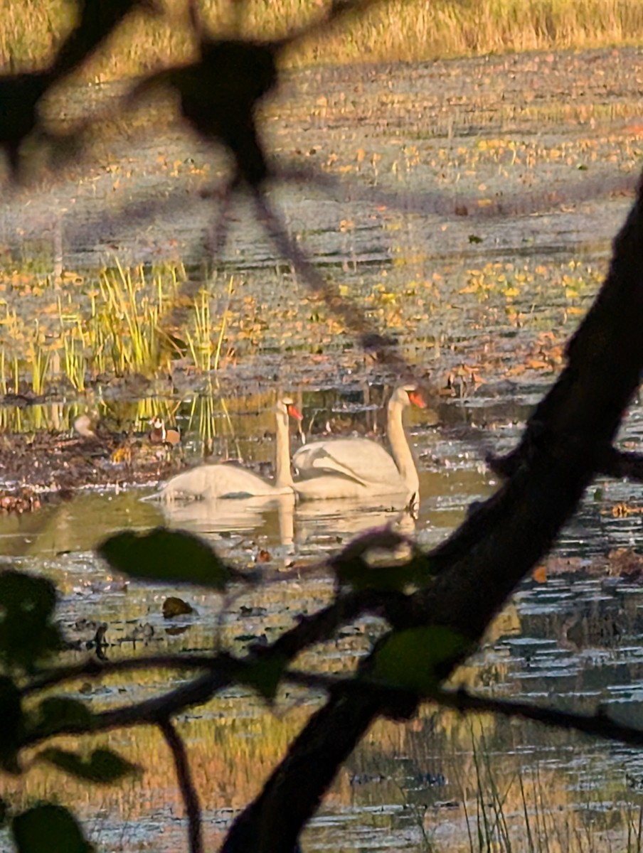 Mute Swan - ML643227856