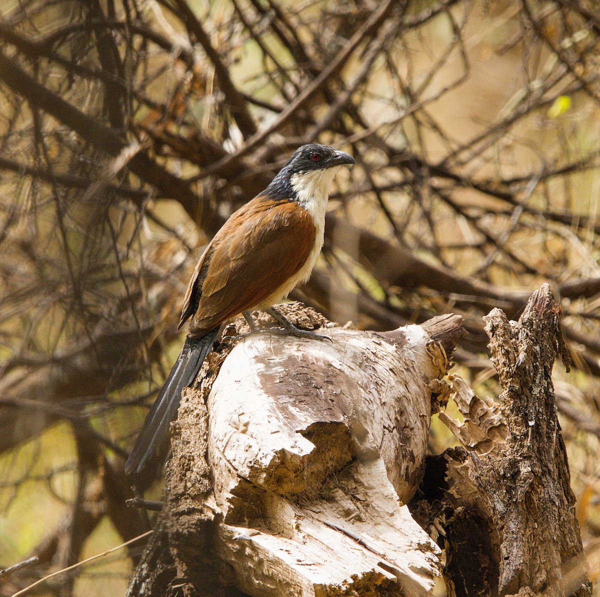 Burchell's Coucal - ML643227857