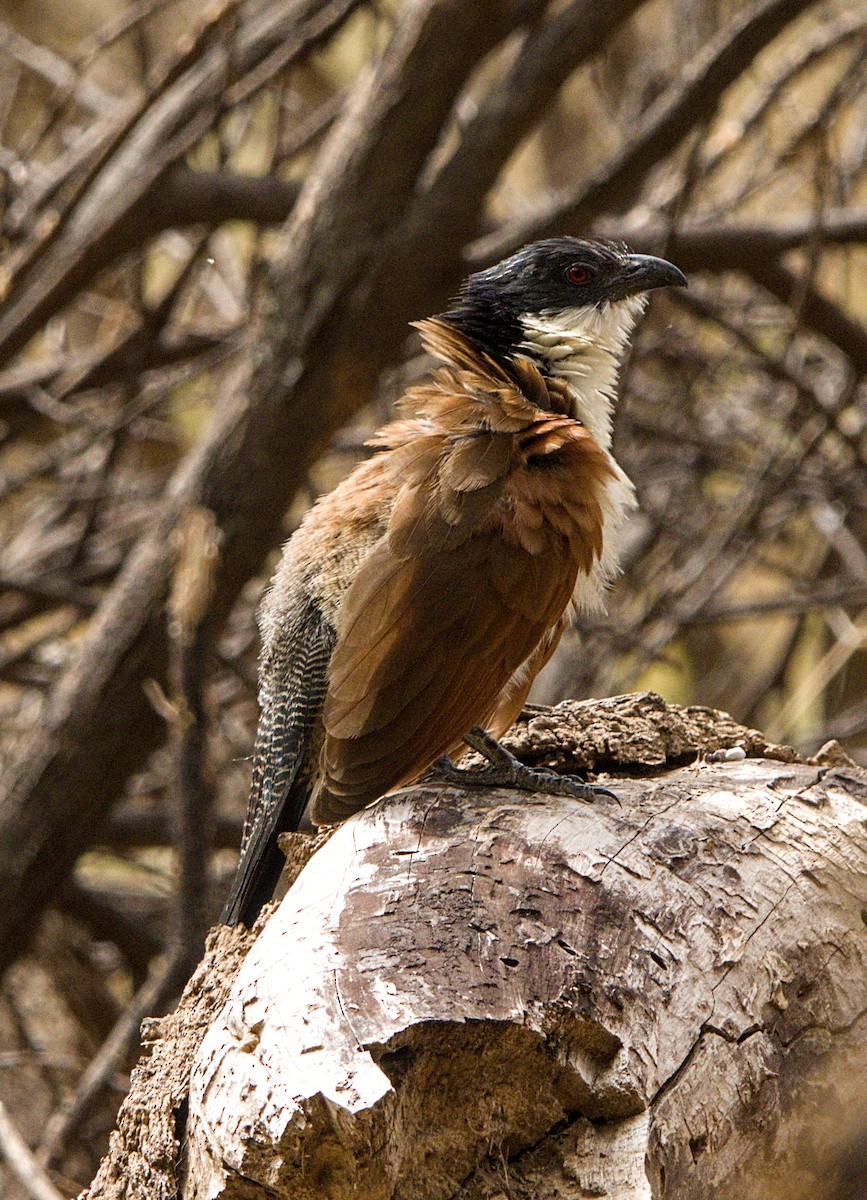 Burchell's Coucal - ML643227858