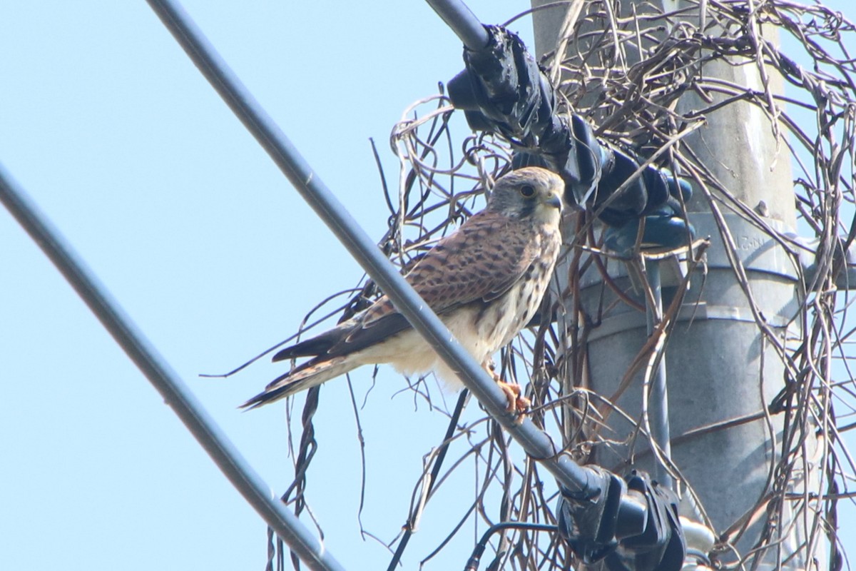 Eurasian Kestrel (Eurasian) - ML643227863
