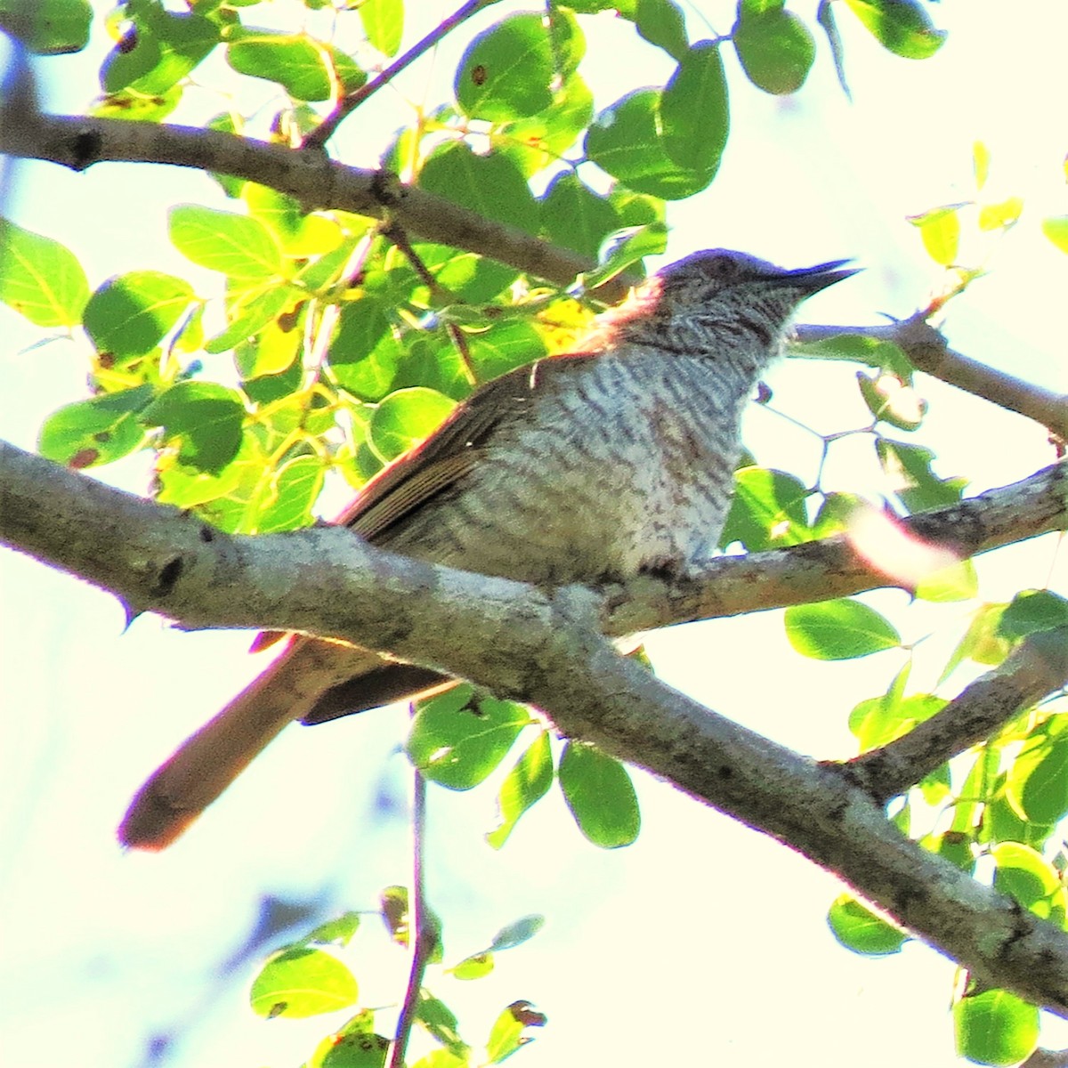 Stierling's Wren-Warbler - ML643227864