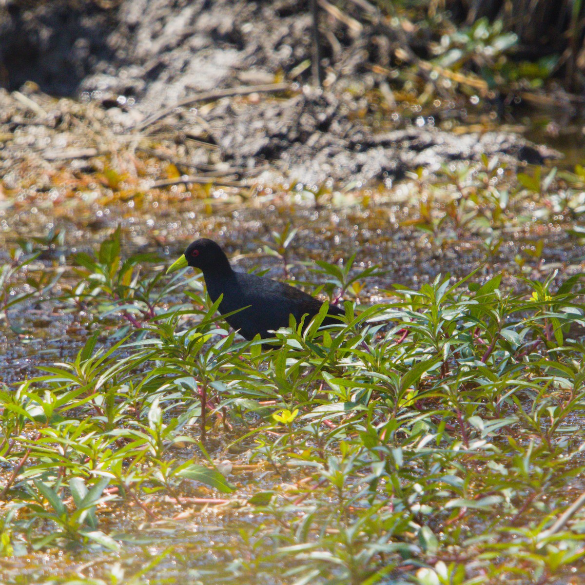 Black Crake - ML643227866