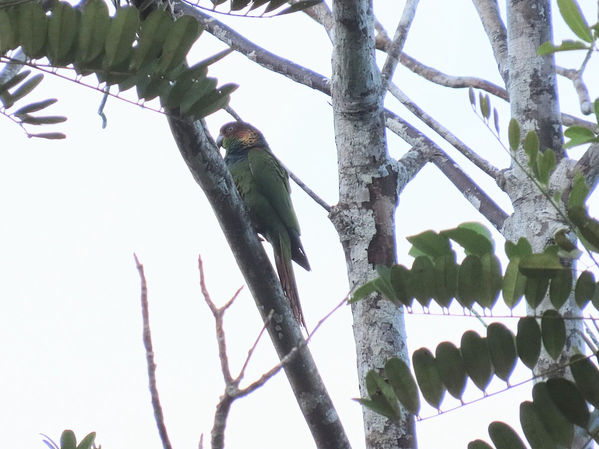 Ochre-marked Parakeet - ML643227867