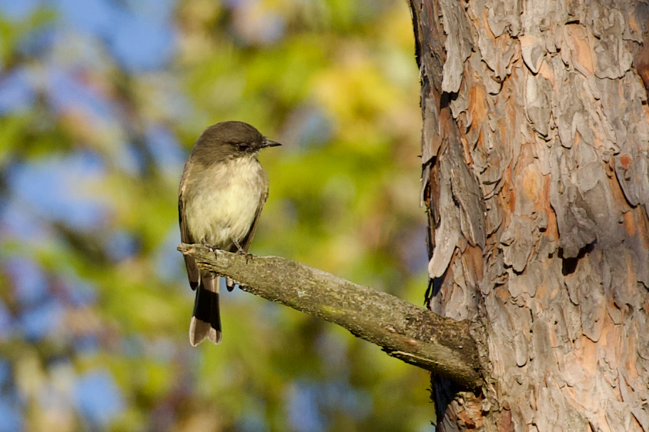 Eastern Phoebe - ML643227872