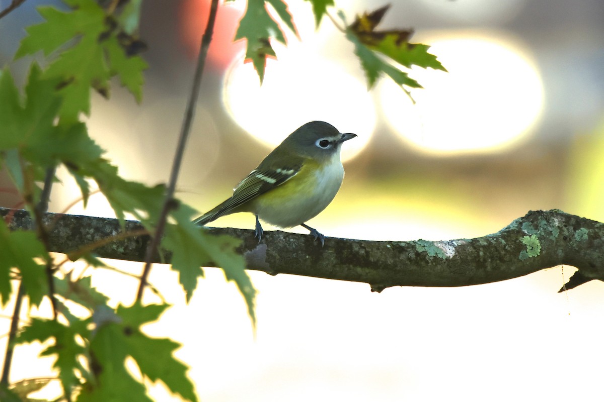 Blue-headed Vireo - ML643227873
