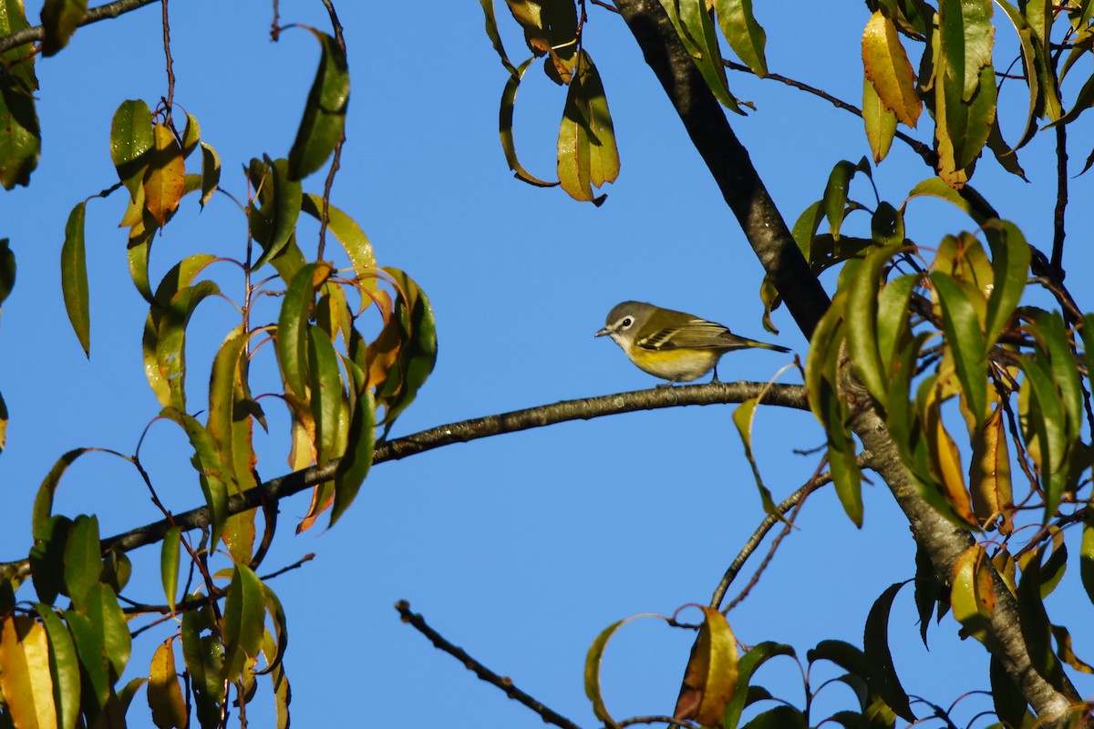 Blue-headed Vireo - ML643227874