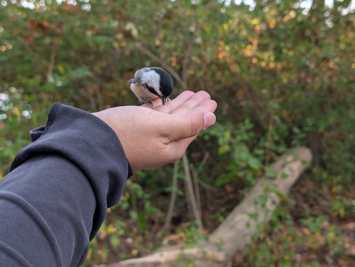 Black-capped Chickadee - ML643227875